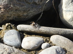 Habronattus ballatoris