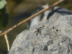 Habronattus ballatoris