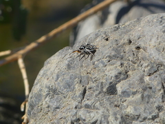 Habronattus ballatoris