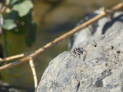 Habronattus ballatoris