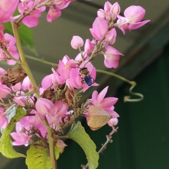 Megachile umbripennis