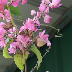 Megachile umbripennis