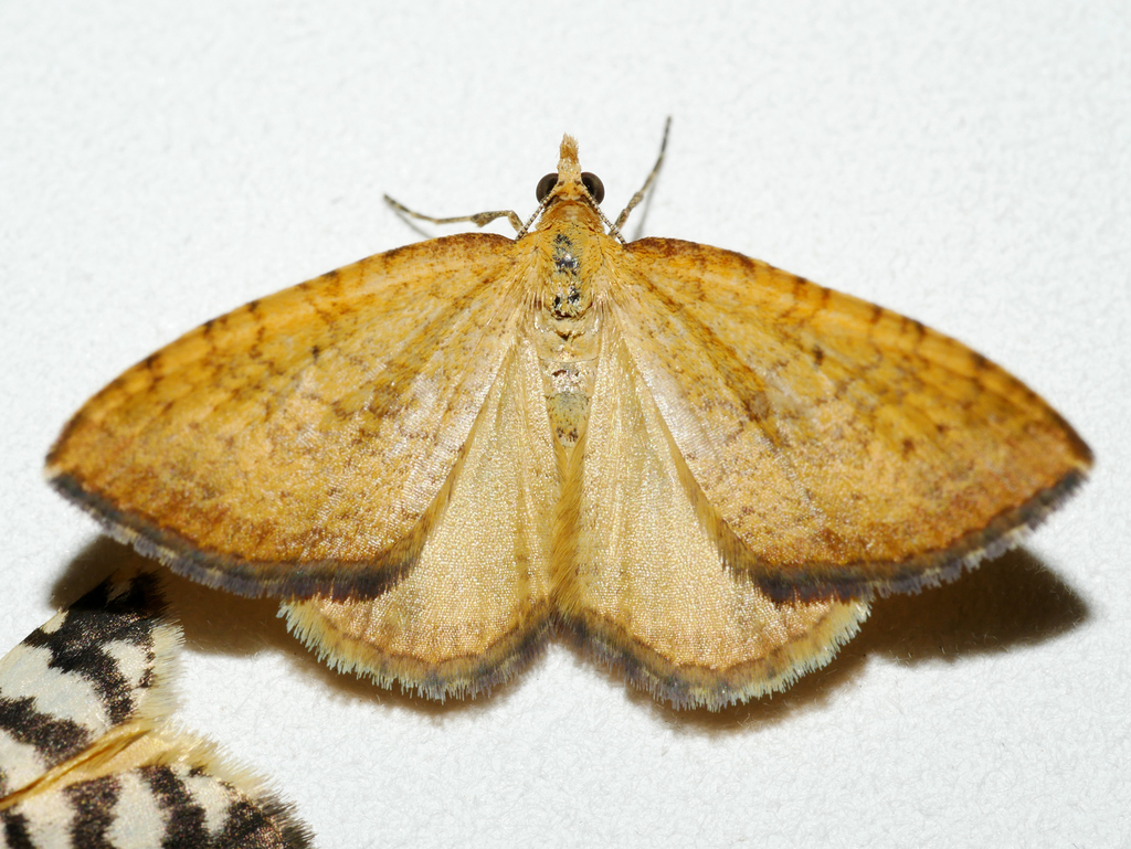 Chrysolarentia insulsata