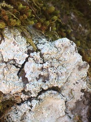Pertusaria alpina
