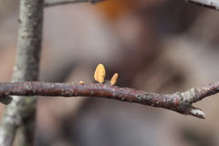 Macrotyphula contorta