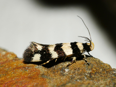 Macrobathra platychroa