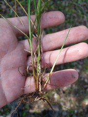 Carex elongata