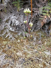 Gentianella chathamica
