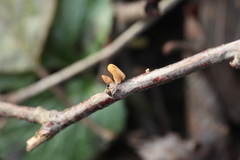 Macrotyphula contorta