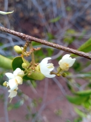 Baphia capparidifolia