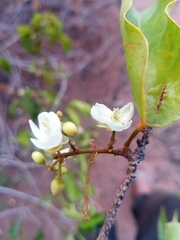 Baphia capparidifolia