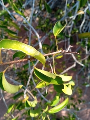Baphia capparidifolia