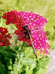 Arigomphus cornutus