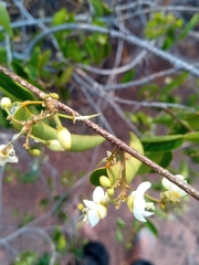Baphia capparidifolia