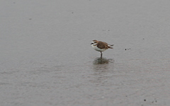 Charadrius javanicus