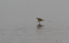 Charadrius javanicus