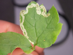 Phytomyza tiarellae