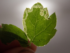 Phytomyza tiarellae