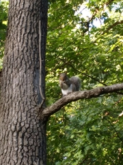 Sciurus carolinensis