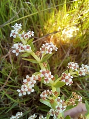 Crassula inanis
