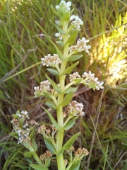 Crassula inanis