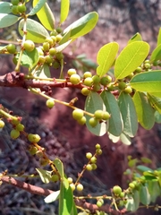 Phyllanthus casticum