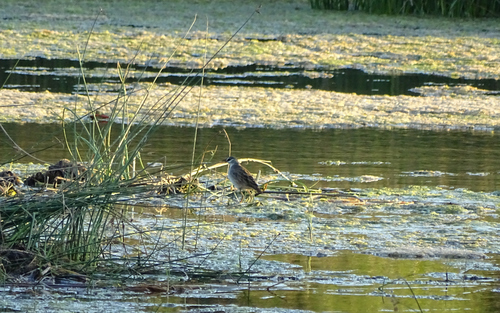 White-browed Crake (Poliolimnas cinereus), photo 9