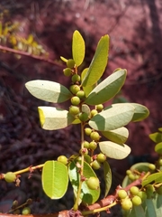Phyllanthus casticum