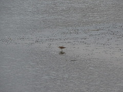 Charadrius javanicus