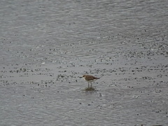 Charadrius javanicus