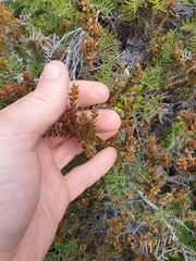 Epacris alpina