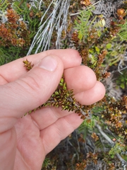 Epacris alpina