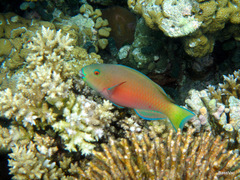 Chlorurus strongylocephalus