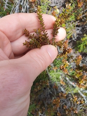 Epacris alpina