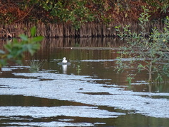 Himantopus leucocephalus