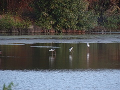 Himantopus leucocephalus