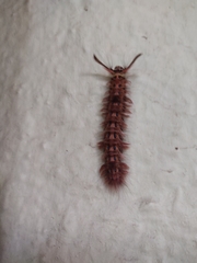 Lepidoptera