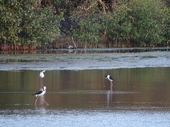 Himantopus leucocephalus