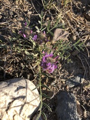 Oxytropis setosa