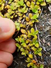 Coprosma perpusilla