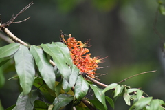 Saraca