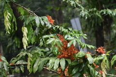 Saraca