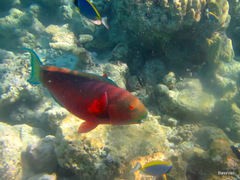 Chlorurus strongylocephalus