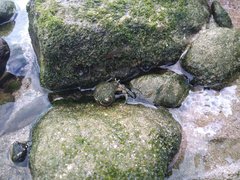 Diogenes brevirostris