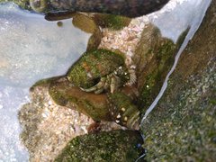 Diogenes brevirostris