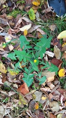 Sonchus oleraceus