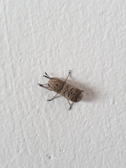 Ozotomerus