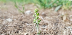Alyssum desertorum