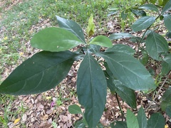 Ecbolium