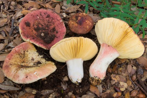 Russula vinosobrunnea